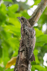 Ave URUTAU - Nyctibius griseus - fica camuflada imóvel imitando um pau seco. Antonina, Paraná, Brasil