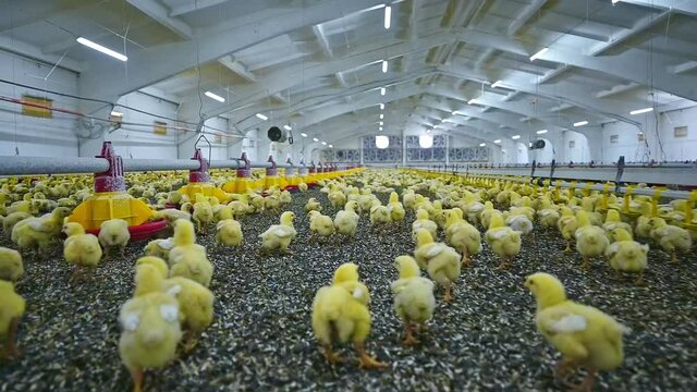 Panoramic view of chicken farm indoors. Cute yellow chicks eating and growing on a modern poultry factory. Chicks breeding.