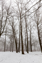 Fototapeta na wymiar winter weather in the park or forest and deciduous trees