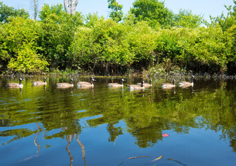 Flock of geese on the Quinebaug River in Brimfield, Massachusetts.