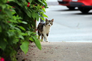 Adorable chat des rues