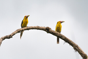 Uma espécie da família dos tucanos o ARAÇARI-BANANA - Pteroglossus bailloni, vive em pequenos grupos familiares e se alimenta de frutos, insetos e pequenos vertebrados. Antoniana, Paraná, Brasil.