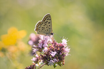 A butterfly gathers small wild pink flowers