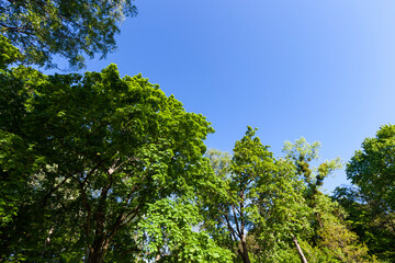 Fototapeta premium trees with green foliage in the summer
