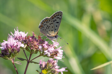 Plakat A butterfly gathers small wild pink flowers