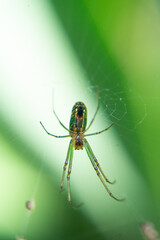Spider with a green background