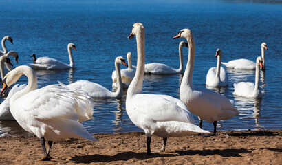lake or river with swans that came ashore