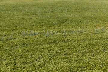 Obraz na płótnie Canvas rye field with green unripe rye spikelets