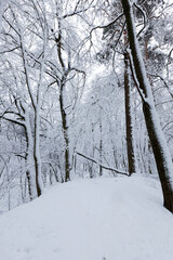 deciduous trees in winter, cold frosty winter weather