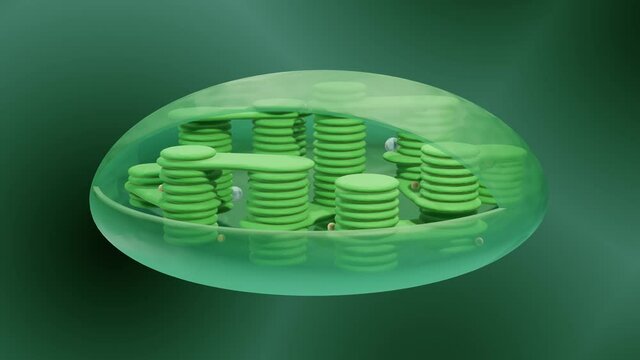 3d animation showing the structure of a chloroplast