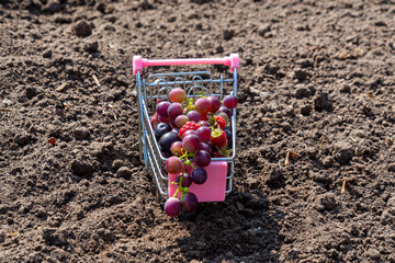 Autumn harvest
