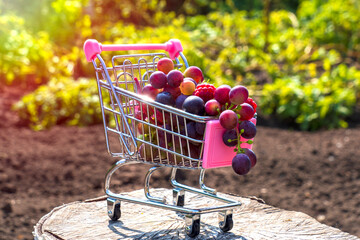 Autumn harvest