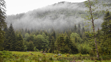 Light mist in the forest