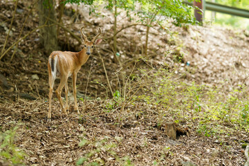 Young Buck Looking Behind Him