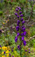 Tojad, roślina trująca