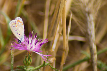 flower in the grass