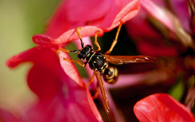 bee on flower