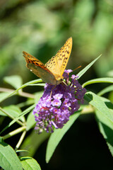 butterfly on flower