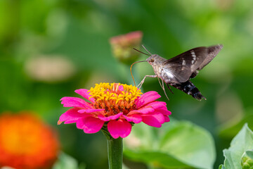 Closeup of a hummingbird moth pollinating a bright pink zinnia flower - Michigan