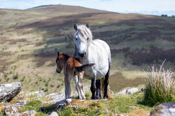Dartmoor pony and foal in Dartmoor