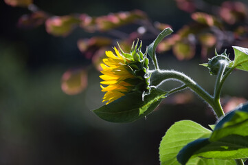 Mały  ozdobny kwiat słonecznika na ciemnym tle - obrazy, fototapety, plakaty