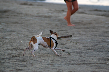 Fototapeta Mały pies aportujący na plaży obraz