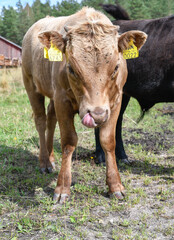 Young calf on summer pasture