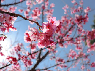 Pink cherry blossom