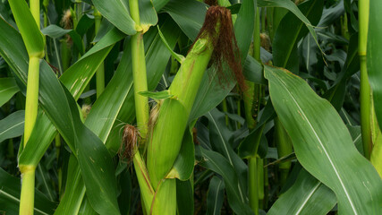 Sweet corn, green full grown many corn plant with green leaves and corn on the cob in leaves hauled in on the corn field. maize plant on cornfield close-up