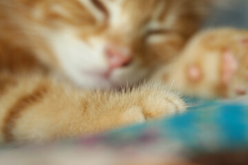the red-haired kitten is sleeping macro