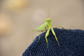 grasshopper on the ground