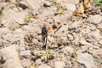 plant in the sand