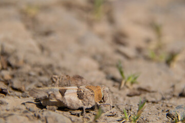 plant in the ground