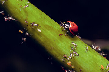The ladybugs in the black backgound in detail