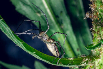 spider on a leaf