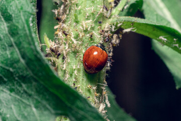 The ladybugs in the black backgound in detail