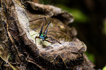 ant on a branch
