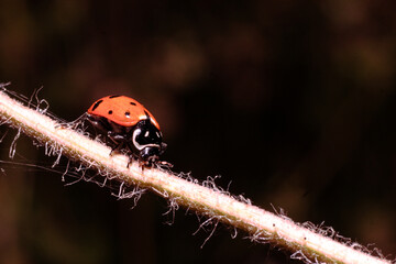 The ladybugs in the black backgound in detail