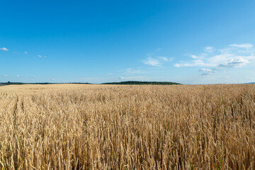 The sky is blue and the field is full of wheat. Beautiful landscape.