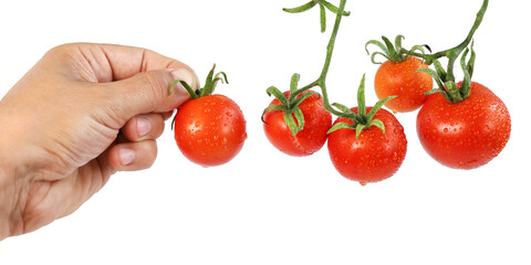 Several ripe red tomatoes in drops of dew and hand holds one tomato, isolated on white background