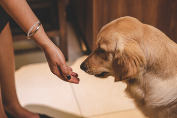 Hermoso perro labrador recibiendo comida de la mano de su dueña