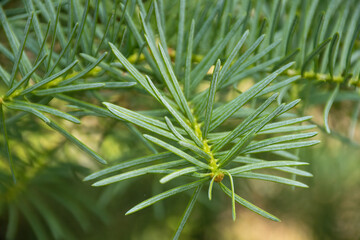 Green needles are growing on a pine tree in an Arizona forest.