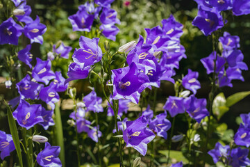 Blue bluebells bloom outdoors on a sunny day. Beautiful blue bluebells are blooming in the summer garden.