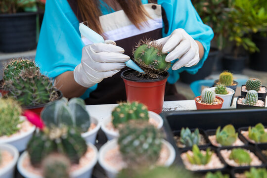 Beautiful woman housewife planting cactos in home small gardent with green backgroud