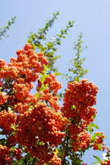 red and yellow flowers