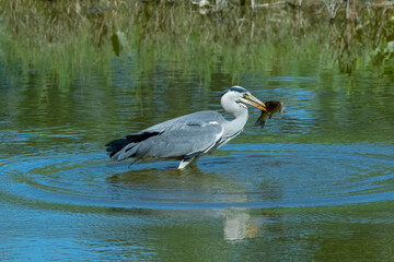 Grey heron fishing in river water with a fish in its beak.