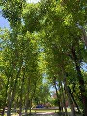 Oldest English park in Yerevan, Armenia