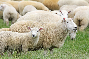 Obraz premium Sheep and her lamb - New Zealand
