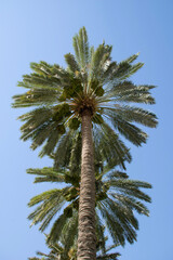 palm trees against sky