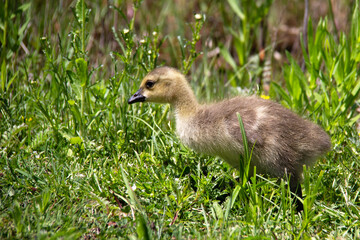 baby canada goose on the grass